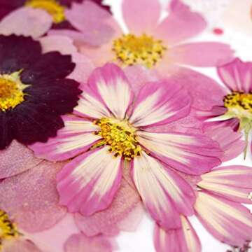 Big Dried Flowers for Resin Mold Crafting Passion