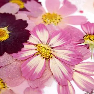 Big Dried Flowers for Resin Mold Crafting Passion