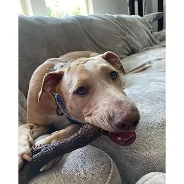 Nylabone Real Wood Chew Toy for Large Dogs - Bacon Flavor