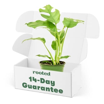 Rooted Mini Monstera: Easy-Care Tropical Houseplant for Indoor & Outdoor