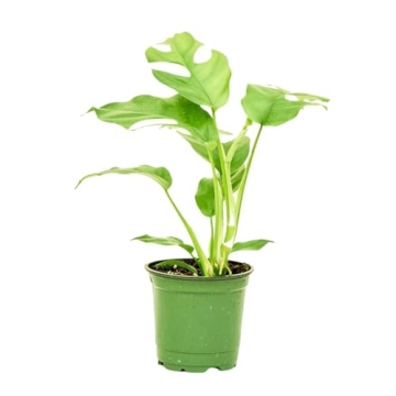 Rooted Mini Monstera Easy Care Tropical Houseplant