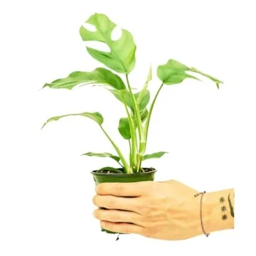 Rooted Mini Monstera Easy Care Tropical Houseplant