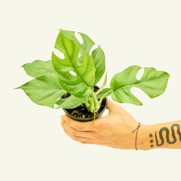 Rooted Mini Monstera Easy Care Tropical Houseplant