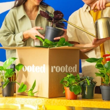 Rooted Mini Monstera Easy Care Tropical Houseplant