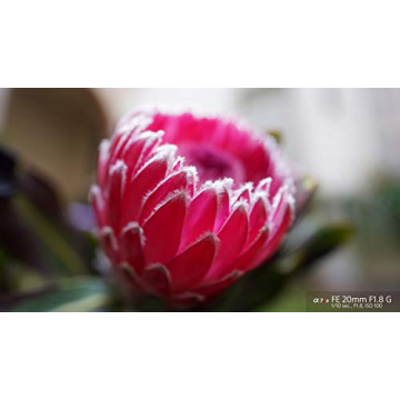 Sony FE 20mm F1.8 G Ultra-Wide Prime Lens for Sony