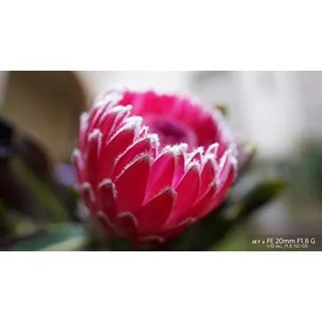 Sony FE 20mm F1.8 G Ultra-Wide Prime Lens for Sony