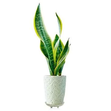 10-Inch Heavy Duty Plant Saucer Drip Trays for Perfect Plant Care