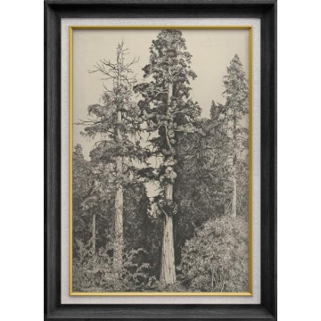 SIGNWIN Premium Frame Art Elegant Vintage Tree Drawing Illustrations Fine Art Traditional Iconic for...