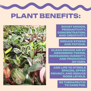 Calathea Fusion White Houseplant in 4 Inch Pot - Low Maintenance