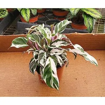 Calathea Fusion White Houseplant in 4 Inch Pot - Low Maintenance