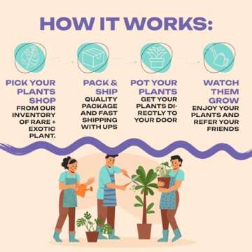 Calathea Fusion White Houseplant in 4 Inch Pot - Low Maintenance