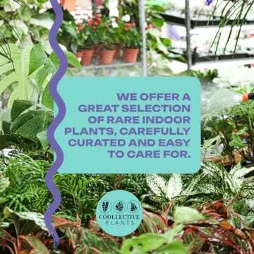 Calathea Fusion White Houseplant in 4 Inch Pot - Low Maintenance