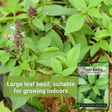 Sweet Large Leaf Thai Basil Seeds for Cooking and Gardening