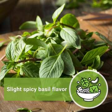 Sweet Large Leaf Thai Basil Seeds for Cooking and Gardening