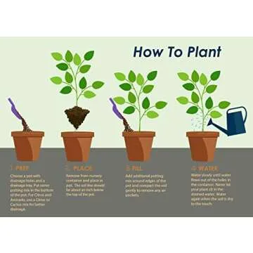 Brighter Blooms - Blood Orange Tree, 1-2 ft, Live Trees, No Shipping to AZ, AL, CA, FL, GA, LA, TX, OR