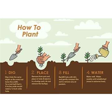 Brighter Blooms - Blood Orange Tree, 1-2 ft, Live Trees, No Shipping to AZ, AL, CA, FL, GA, LA, TX, OR