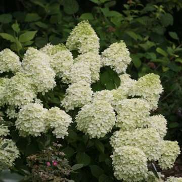 Proven Winner Little Lime Hydrangea 2 Gal, Green to Pink Blooms