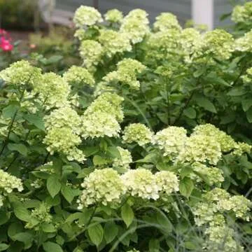 Proven Winner Little Lime Hydrangea - Vibrant Blooms for Your Garden