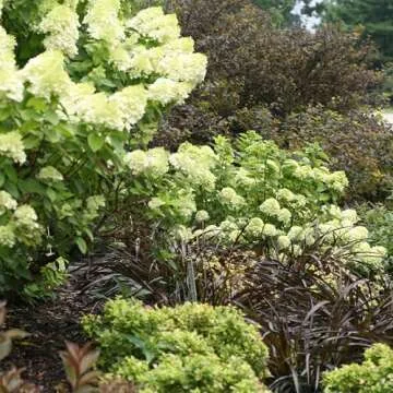 Proven Winner Little Lime Hydrangea - Vibrant Blooms for Your Garden