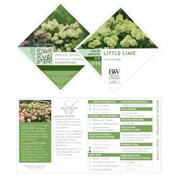 Proven Winner Little Lime Hydrangea - Vibrant Blooms for Your Garden