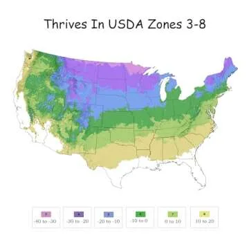 Proven Winner Little Lime Hydrangea - Vibrant Blooms for Your Garden