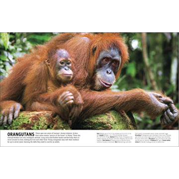 The Animal Book A Visual Encyclopedia for Kids