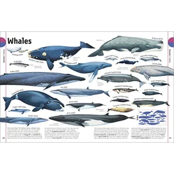 The Animal Book A Visual Encyclopedia for Kids