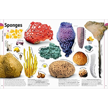 The Animal Book A Visual Encyclopedia for Kids