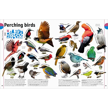 The Animal Book A Visual Encyclopedia for Kids