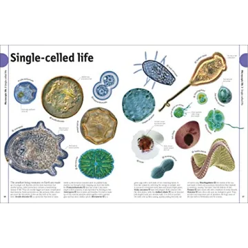 The Animal Book A Visual Encyclopedia for Kids