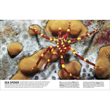 The Animal Book A Visual Encyclopedia for Kids