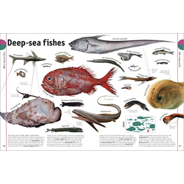 The Animal Book A Visual Encyclopedia for Kids