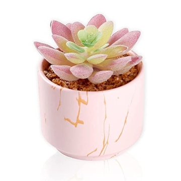 Cute Mini Succulents Plants in Pink Ceramic Pots