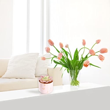 Cute Mini Succulents Plants in Pink Ceramic Pots