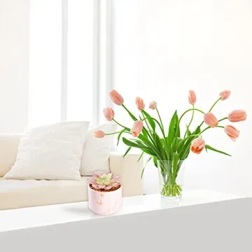 Cute Mini Succulents Plants in Pink Ceramic Pots