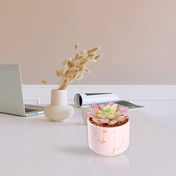Cute Mini Succulents Plants in Pink Ceramic Pots