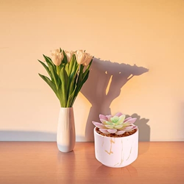 Cute Mini Succulents Plants in Pink Ceramic Pots