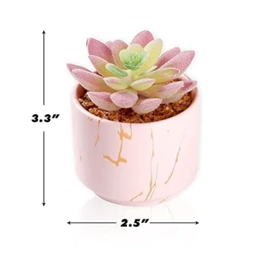 Cute Mini Succulents Plants in Pink Ceramic Pots