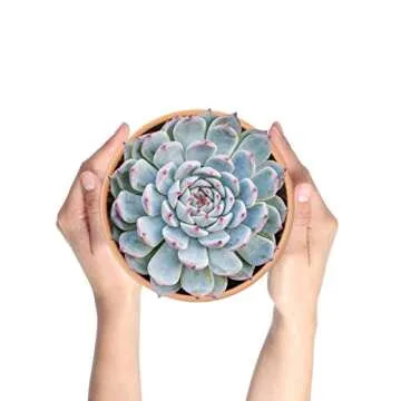 Durable Laergin 6.43 Inch Terra Cotta Pots Set of 6