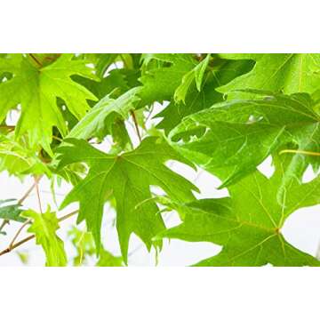 Southern Home Muscadine Grape Vine - Size: 3-4 ft, Live Plant, Includes Special Blend Fertilizer & Planting Guide