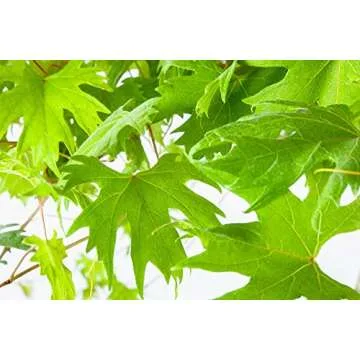 Southern Home Muscadine Grape Vine - Size: 3-4 ft, Live Plant, Includes Special Blend Fertilizer & Planting Guide