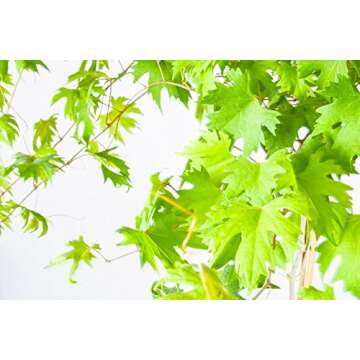 Southern Home Muscadine Grape Vine - Size: 3-4 ft, Live Plant, Includes Special Blend Fertilizer & Planting Guide