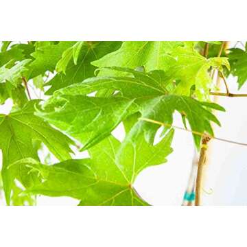 Southern Home Muscadine Grape Vine - Size: 3-4 ft, Live Plant, Includes Special Blend Fertilizer & Planting Guide