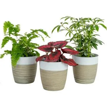 Live Indoor Plants 3 Pack - Air Purifying & Decor