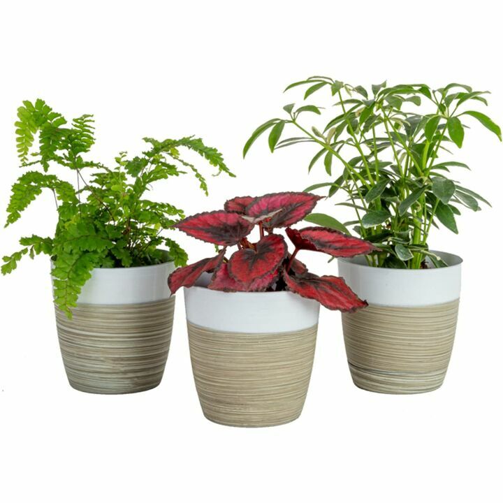 Live Indoor Plants 3 Pack - Air Purifying & Decor