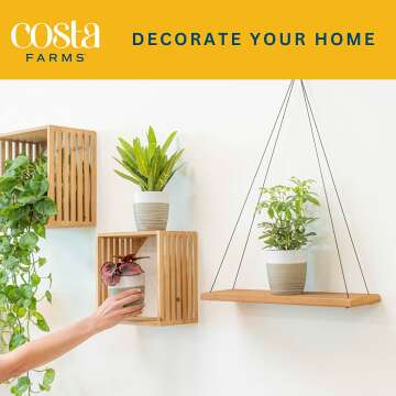 Live Indoor Plants 3 Pack - Air Purifying & Decor