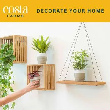 Live Indoor Plants 3 Pack - Air Purifying & Decor