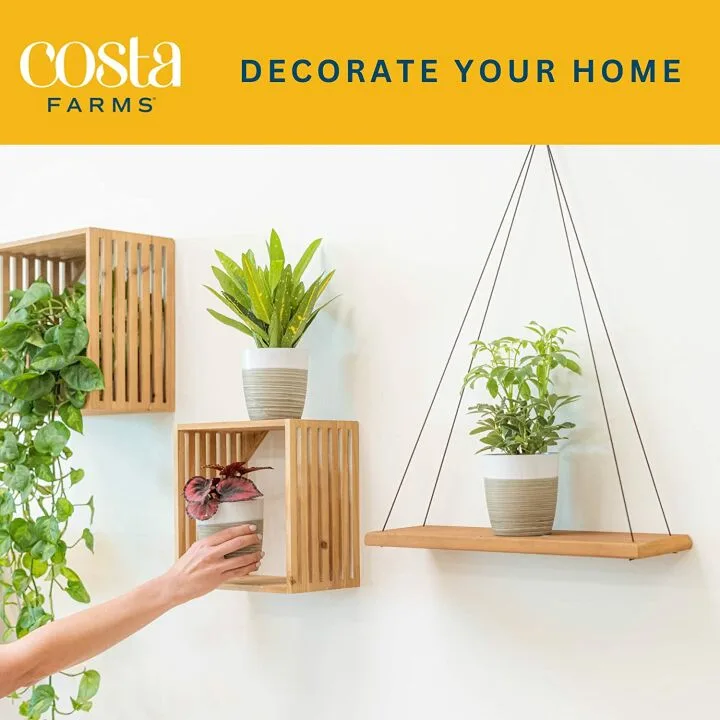 Live Indoor Plants 3 Pack - Air Purifying & Decor