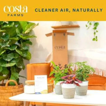 Live Indoor Plants 3 Pack - Air Purifying & Decor
