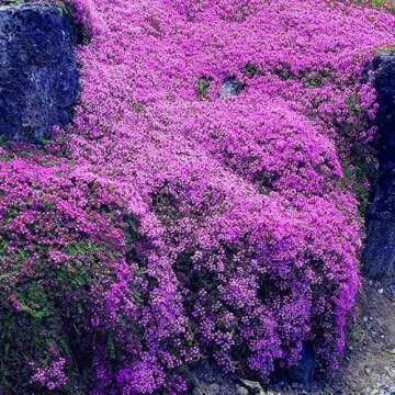 Creeping Thyme Seeds for Planting Perennial Ground Cover Plants Heirloom Flowers Non-GMO Thymus Serp...